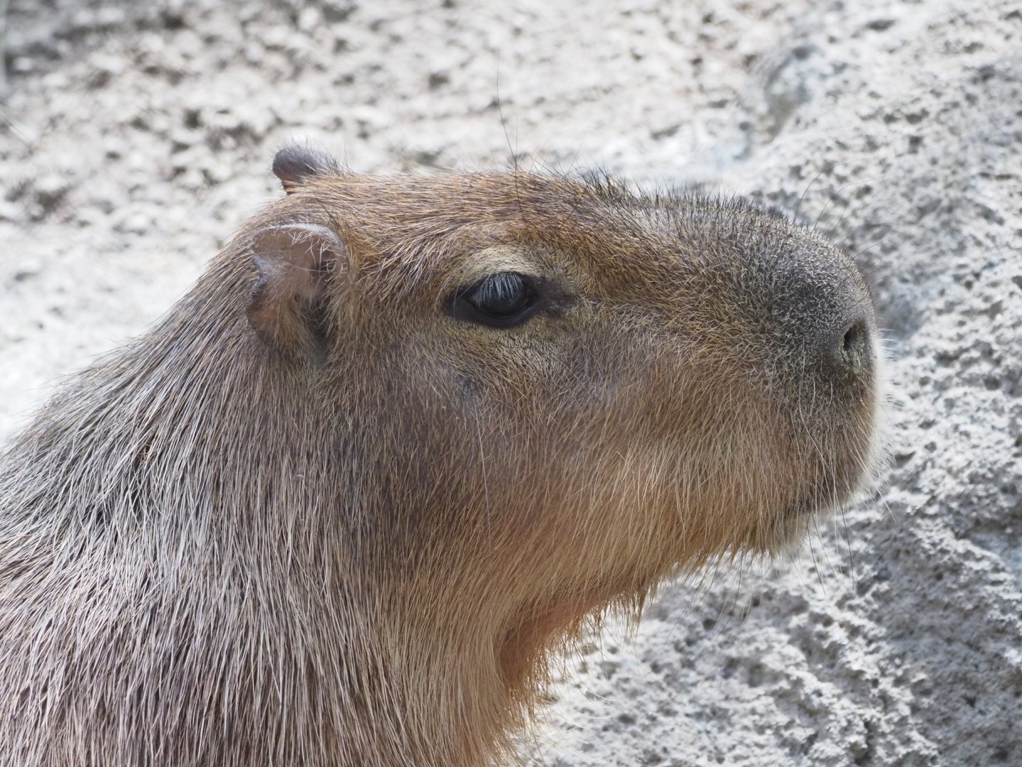 Capybara
