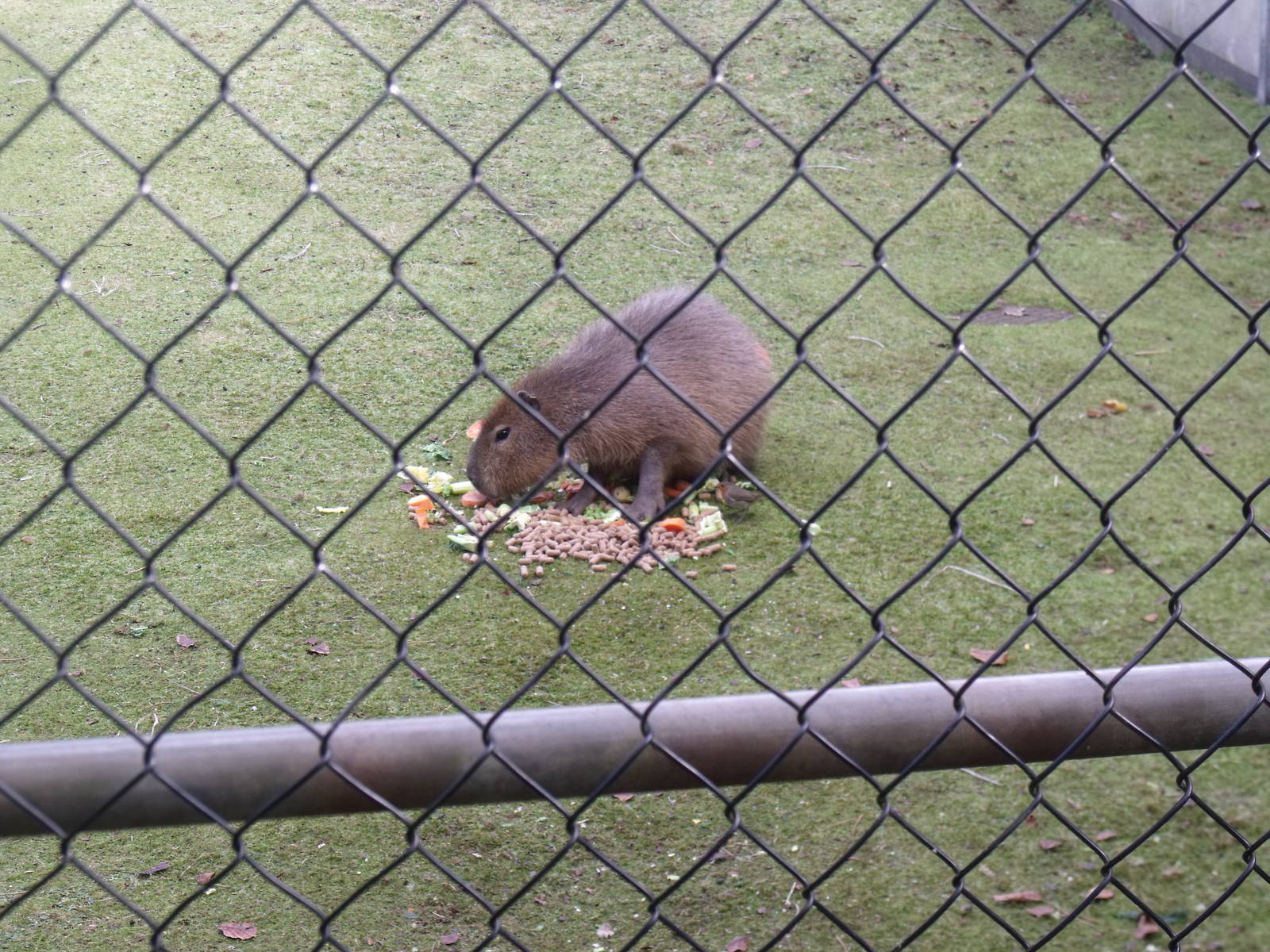 Capybara