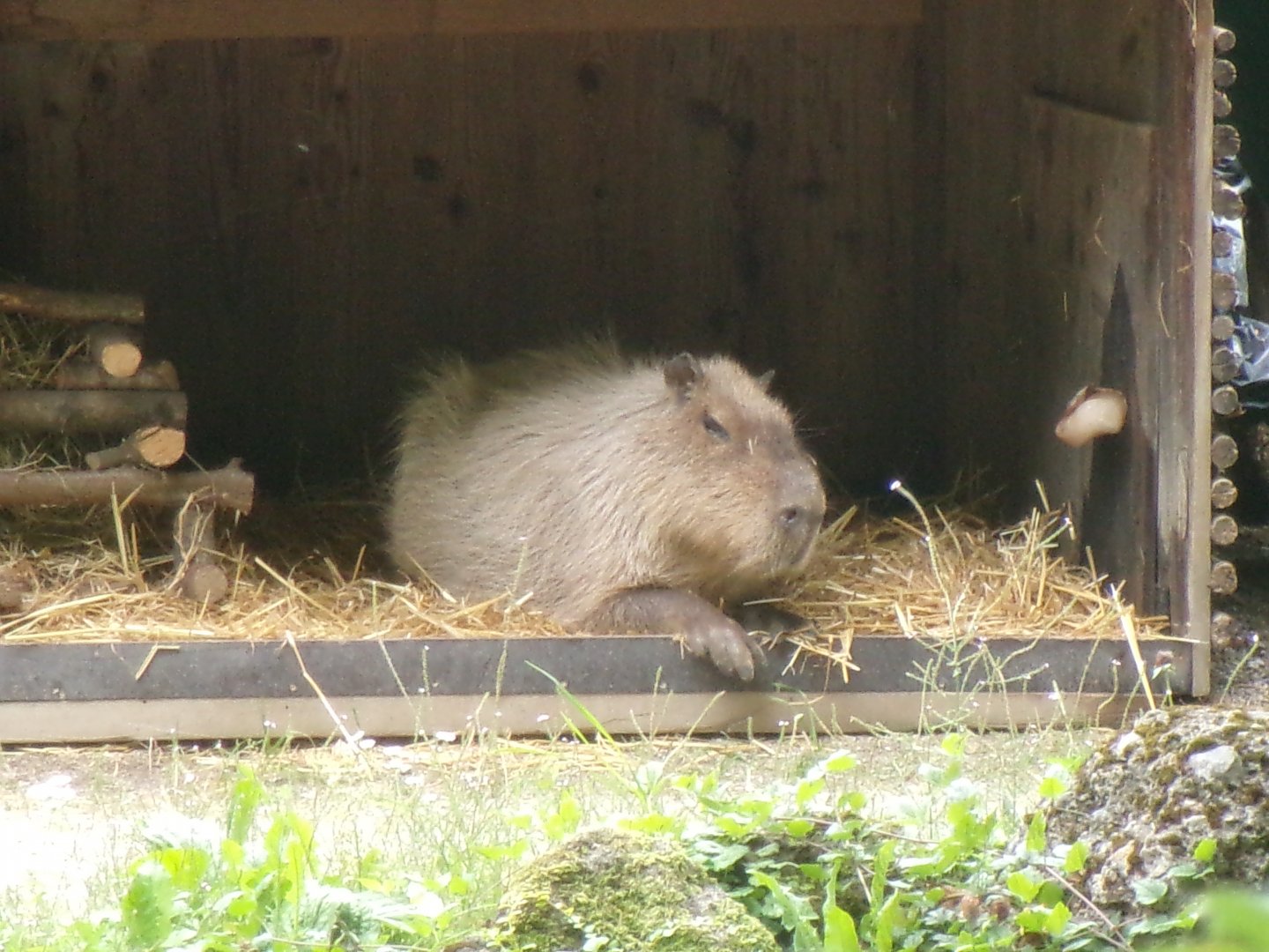 Capybara