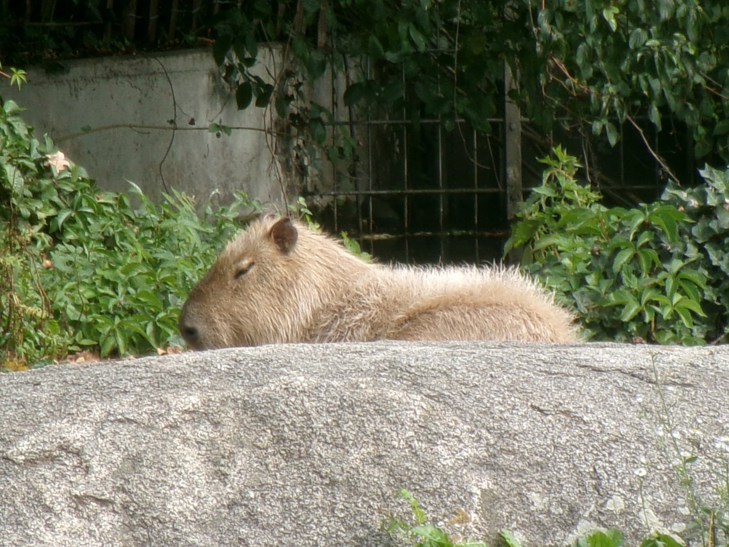 Capybara