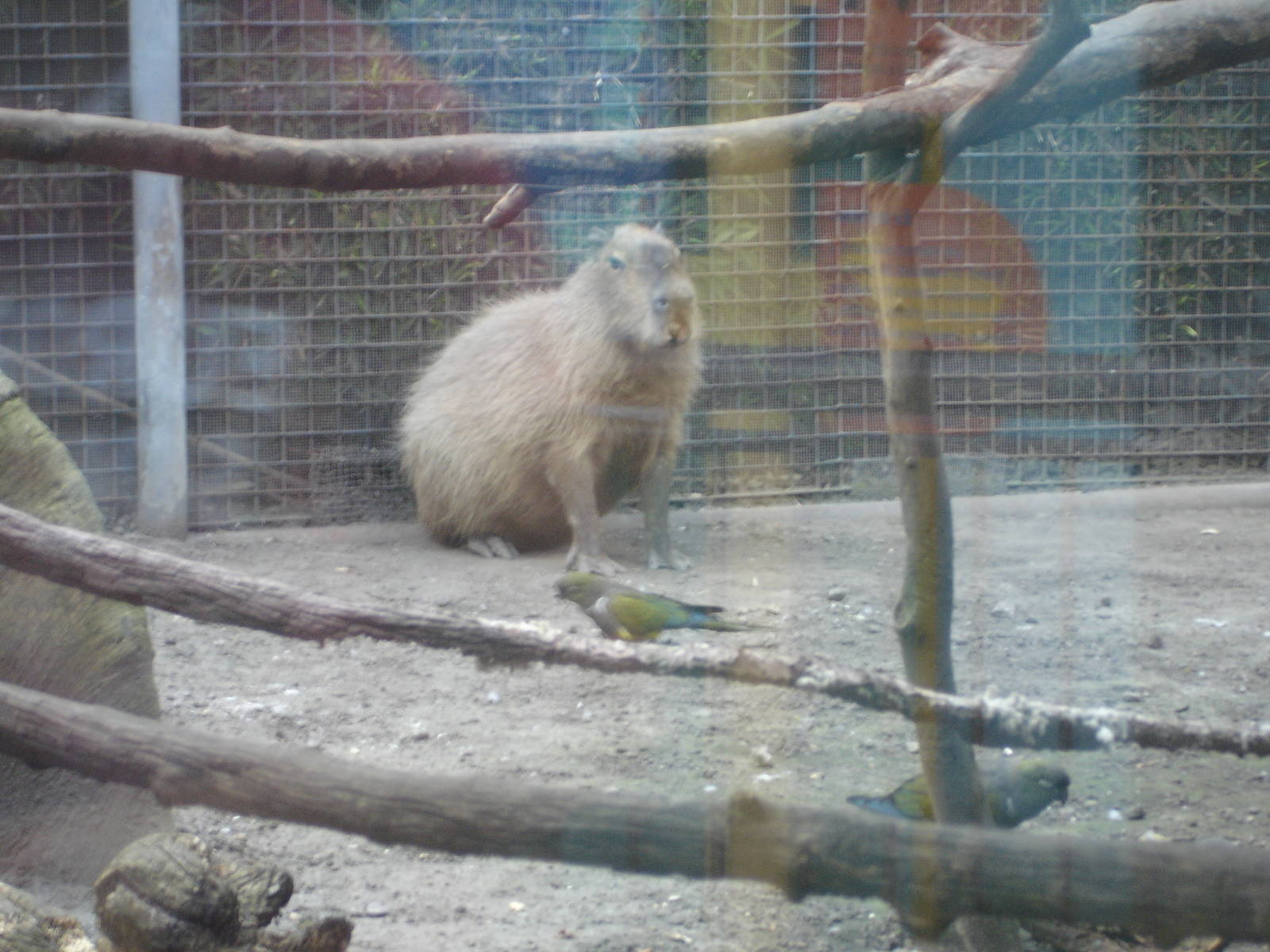 Capybara