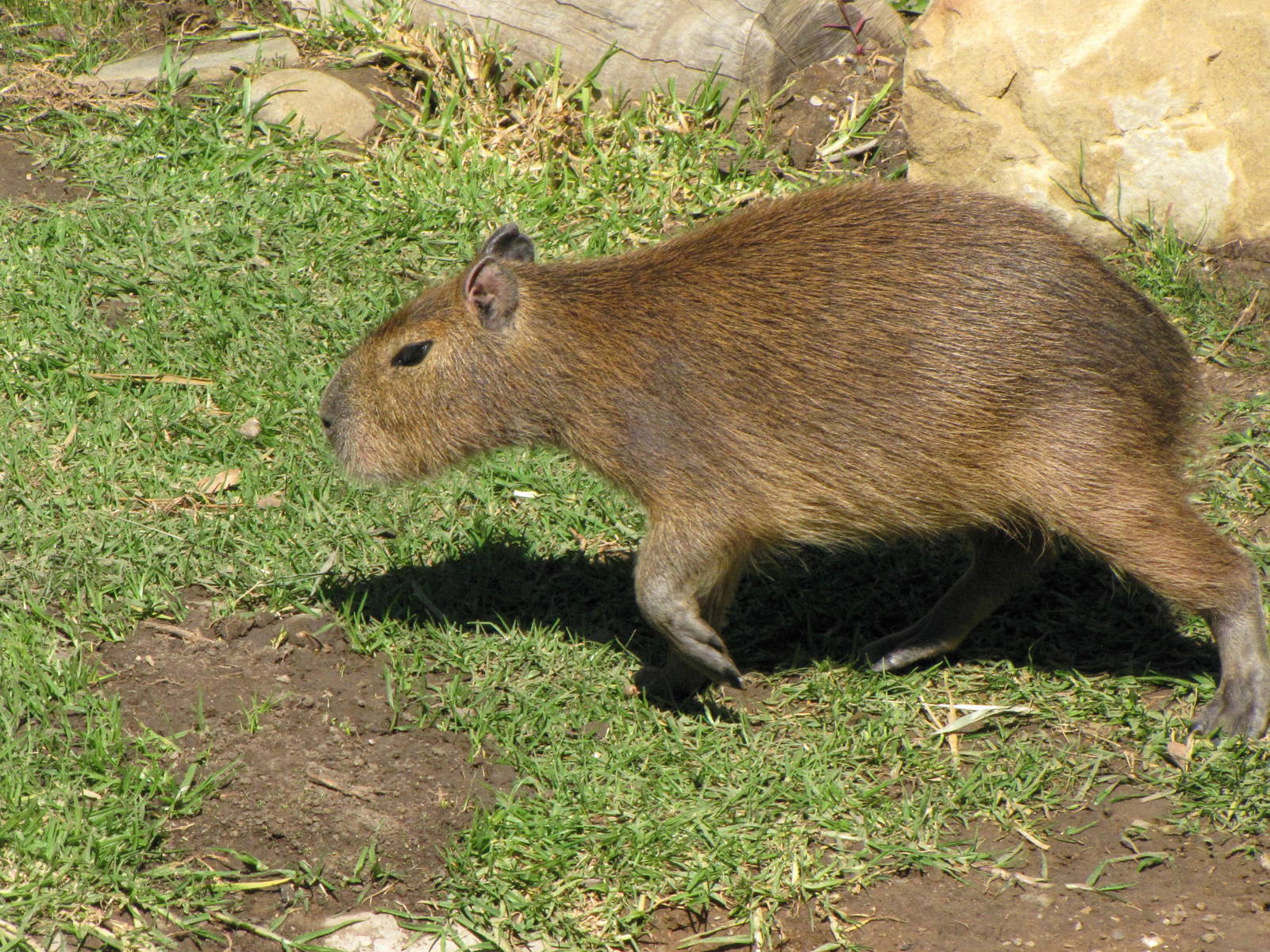 Capybara