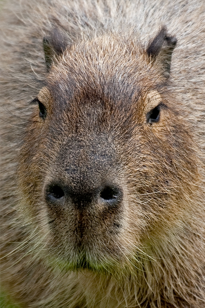 Capybara