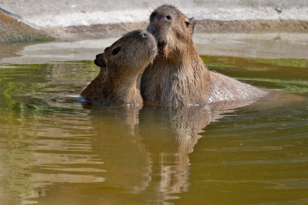 Capybara