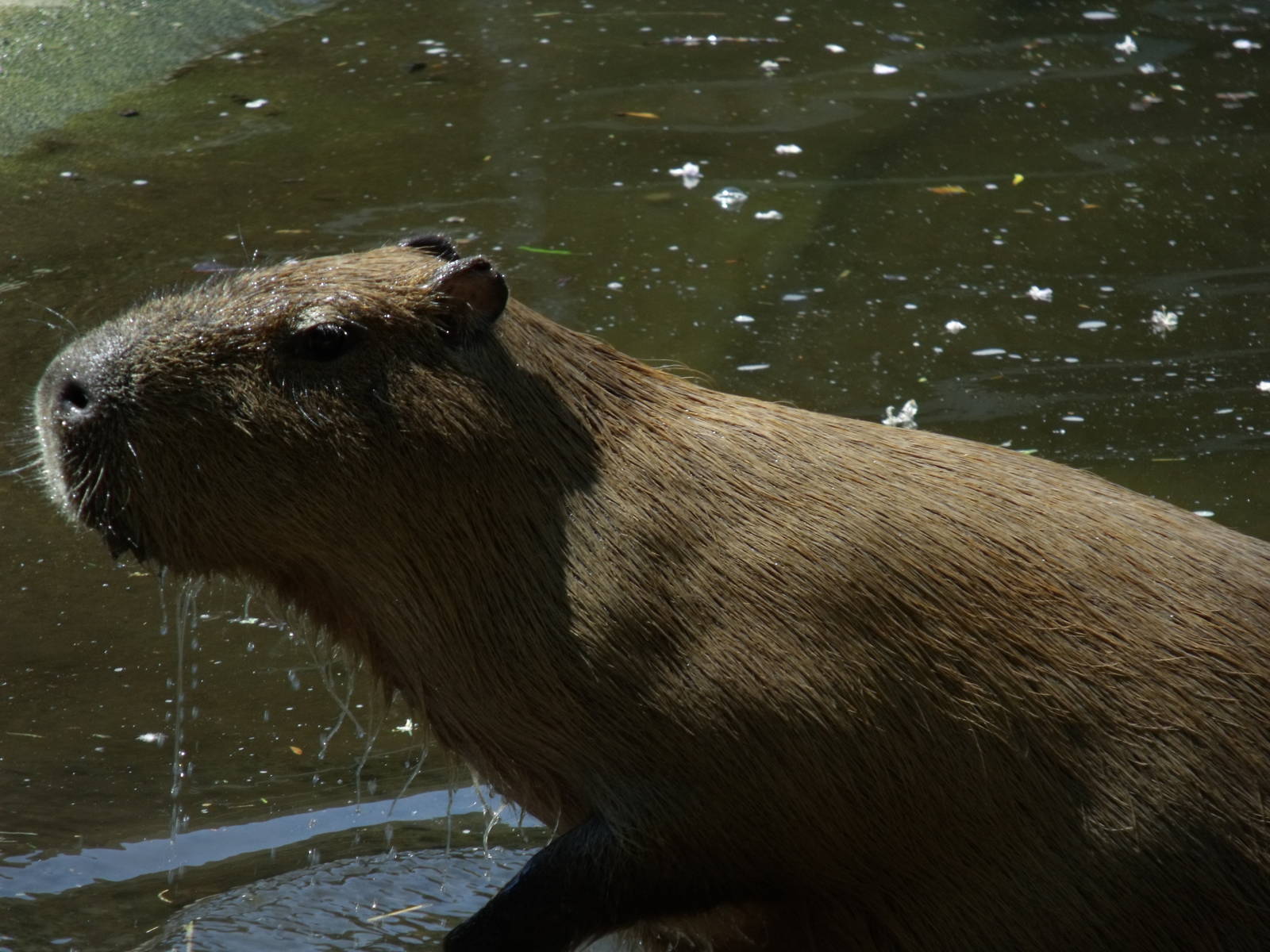 Capybara