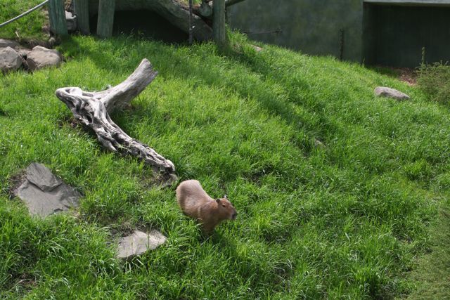 Capybara