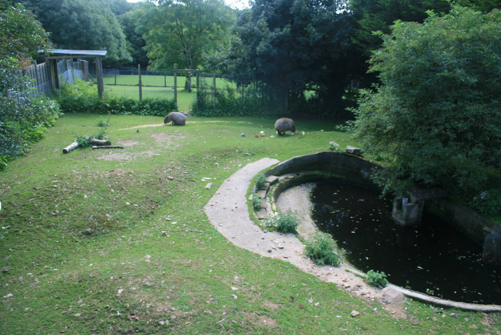 Capybara_Domestic_Duck_and_Goose