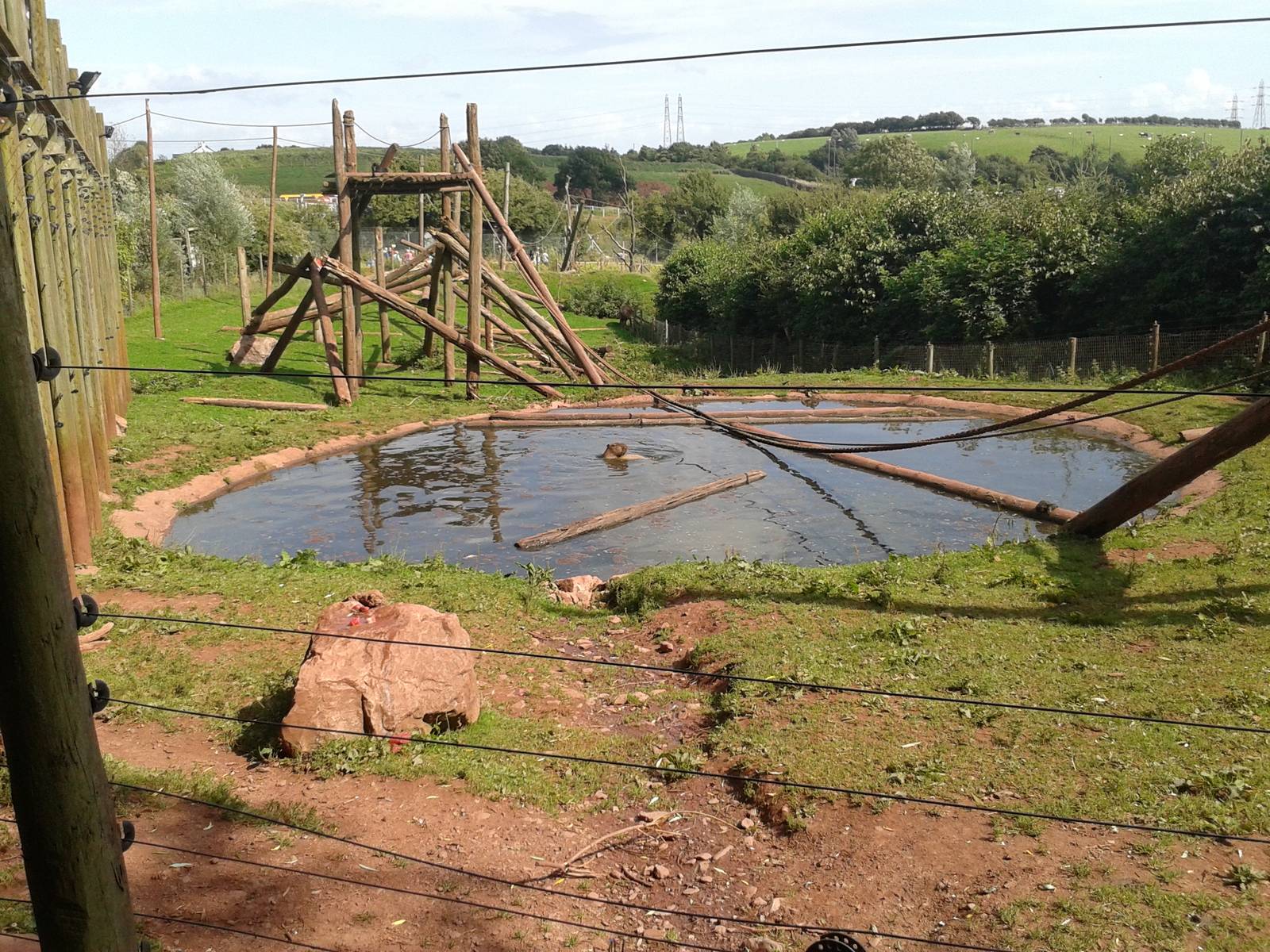 Capybara_in_pool_SLWAP