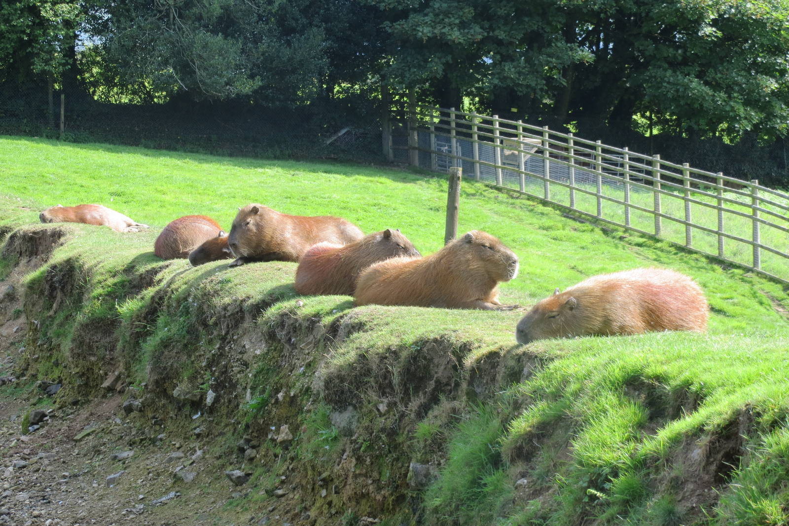 capybaras 010913