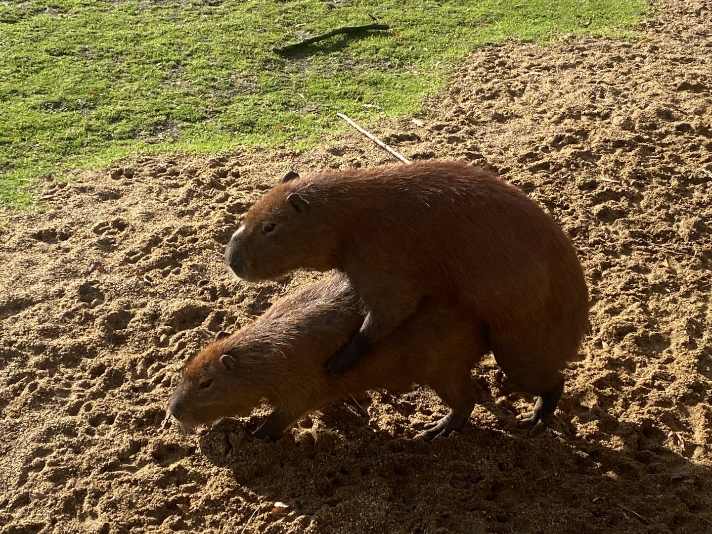 Capybaras 021125