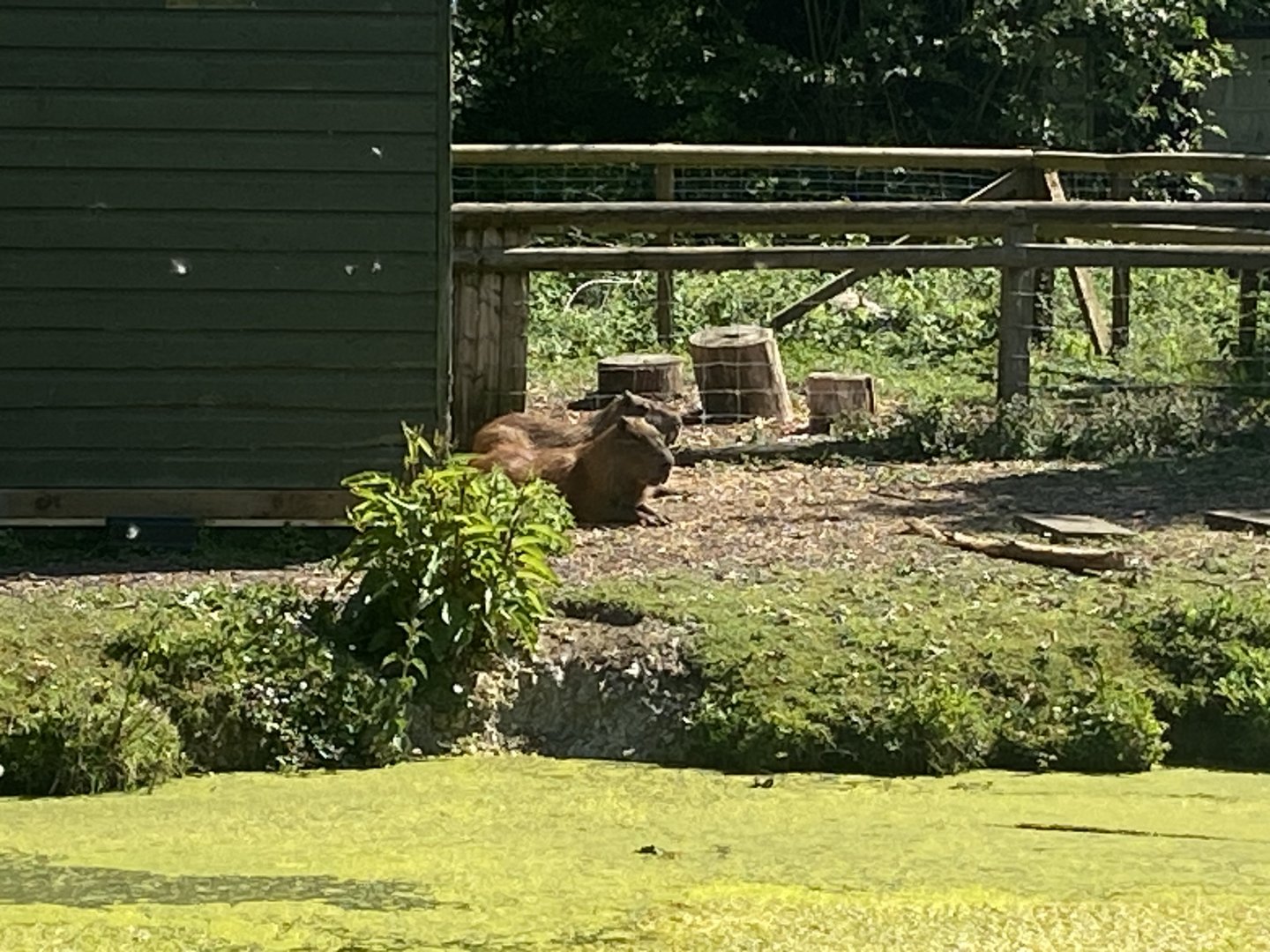 Capybaras 090525
