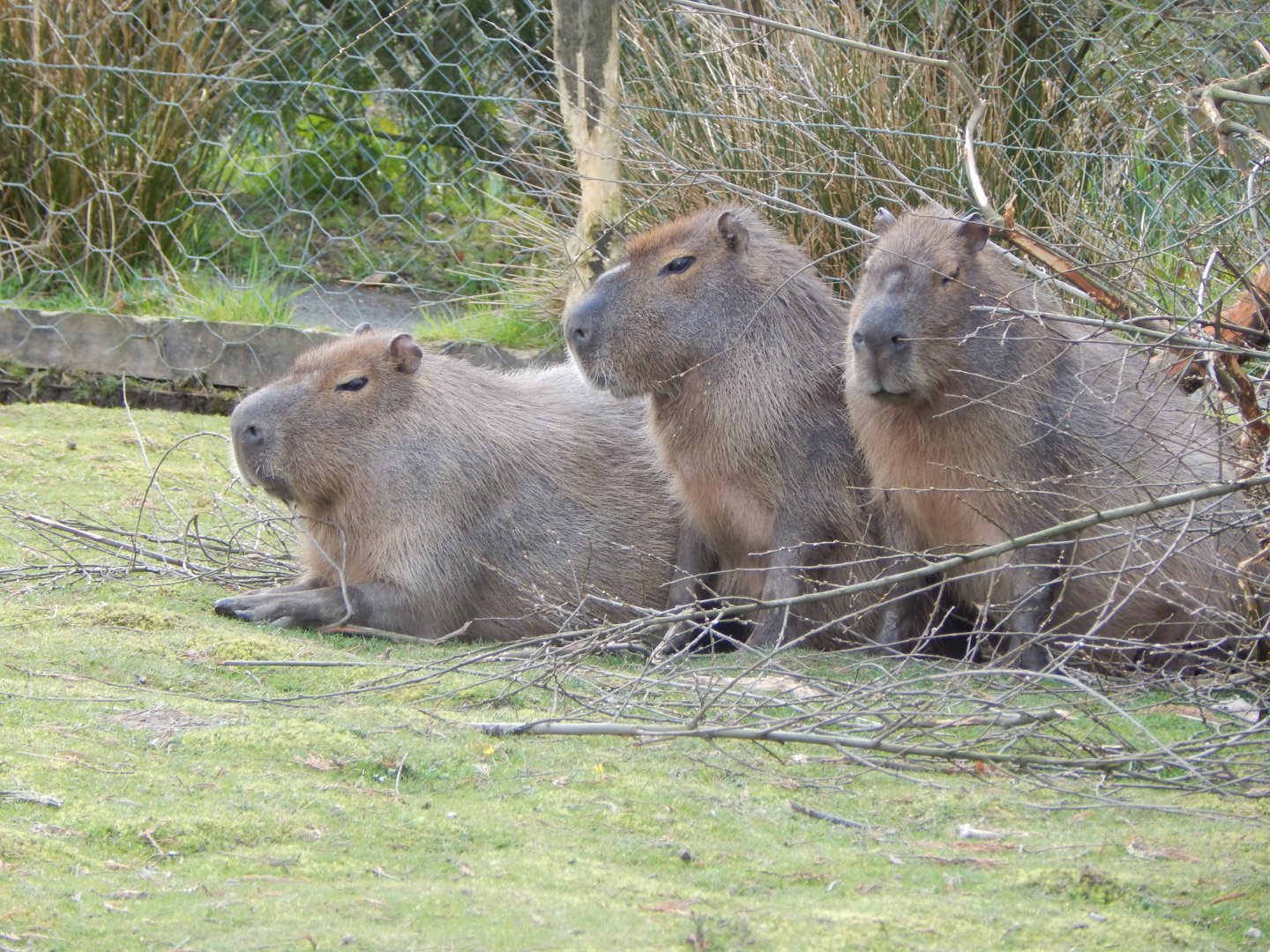 Capybaras 140421
