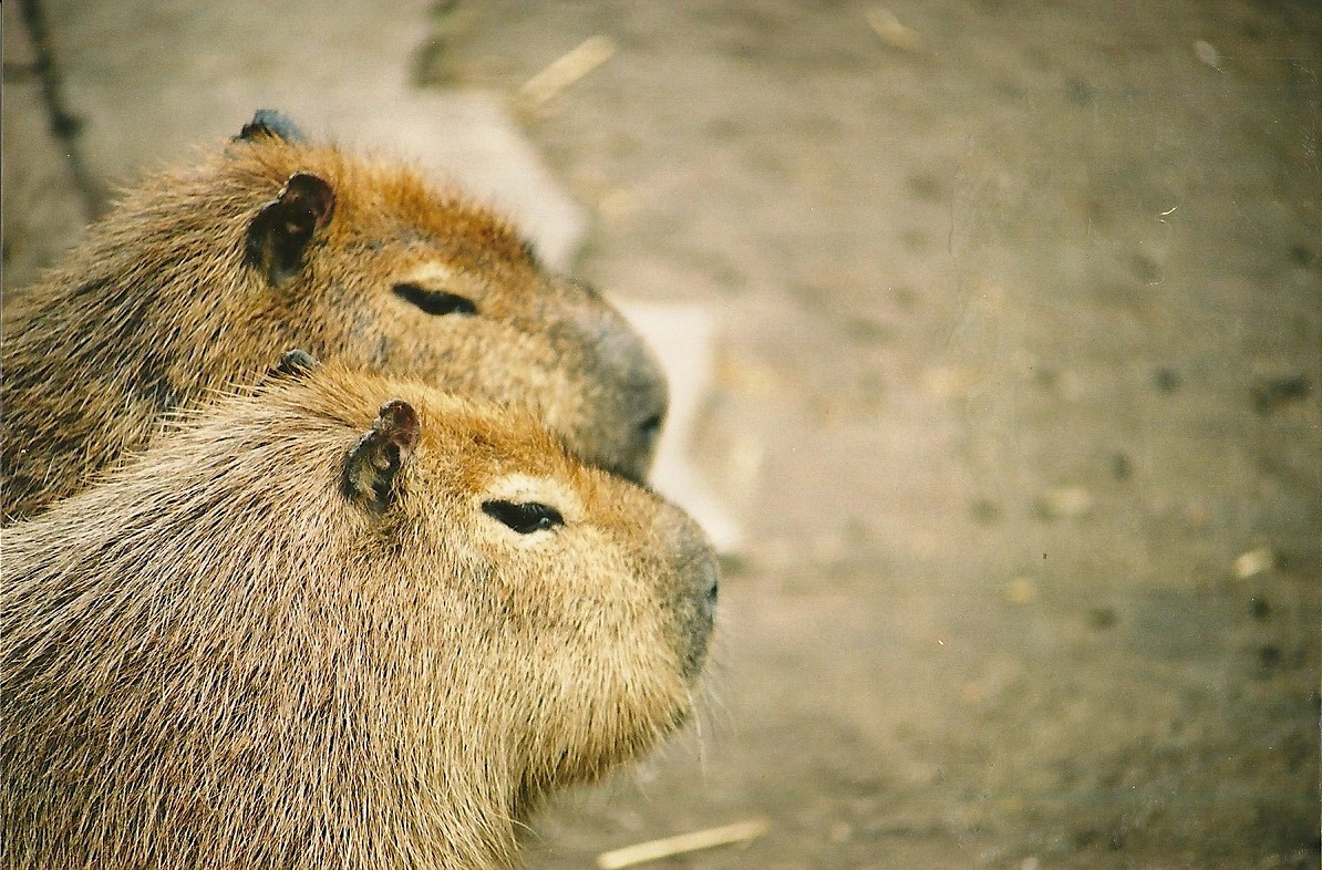 Capybaras 16th April 2004