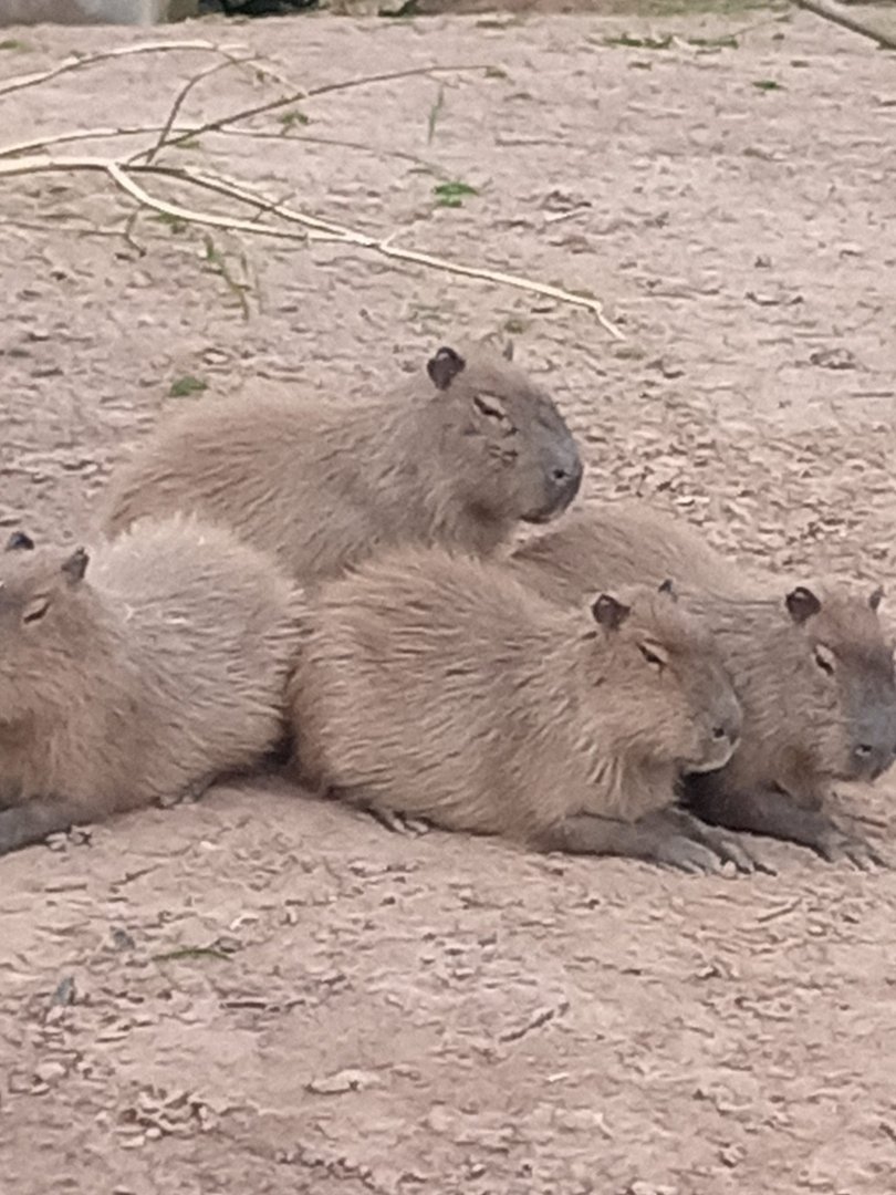 Capybaras 17/8/23