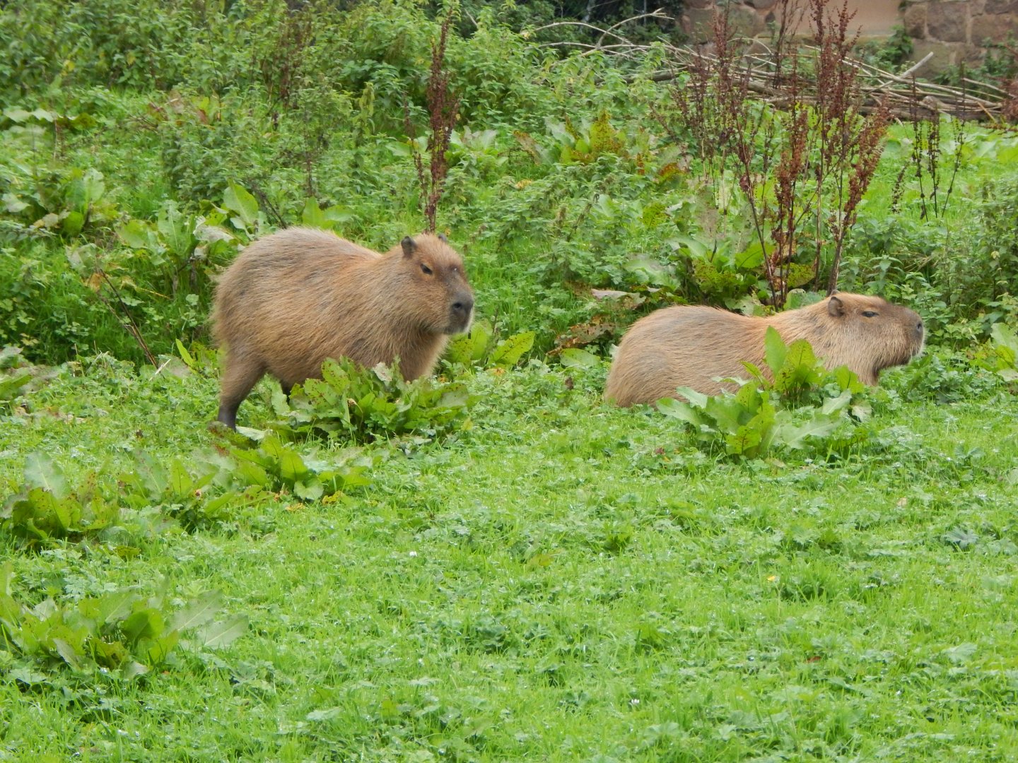 Capybaras 181021