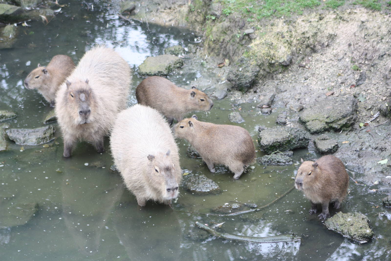 Capybaras, 1st September 2014