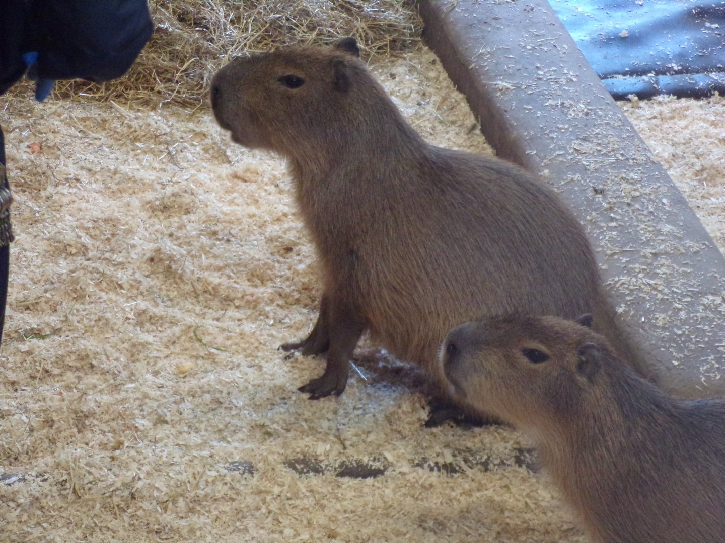Capybaras 20.4.25