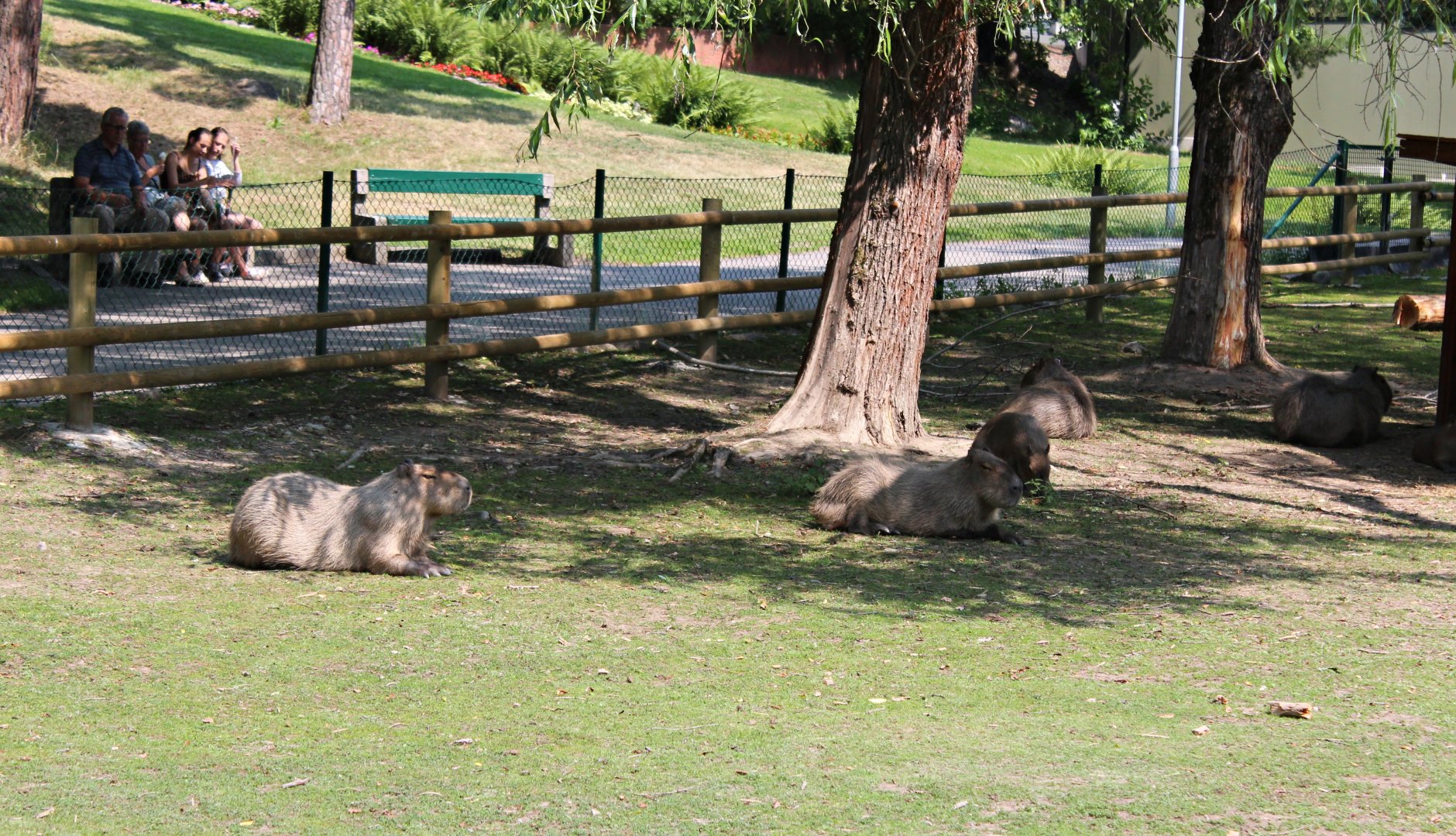 Capybaras (2013)