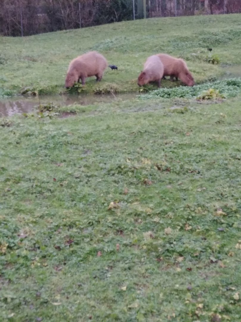 Capybaras 2020