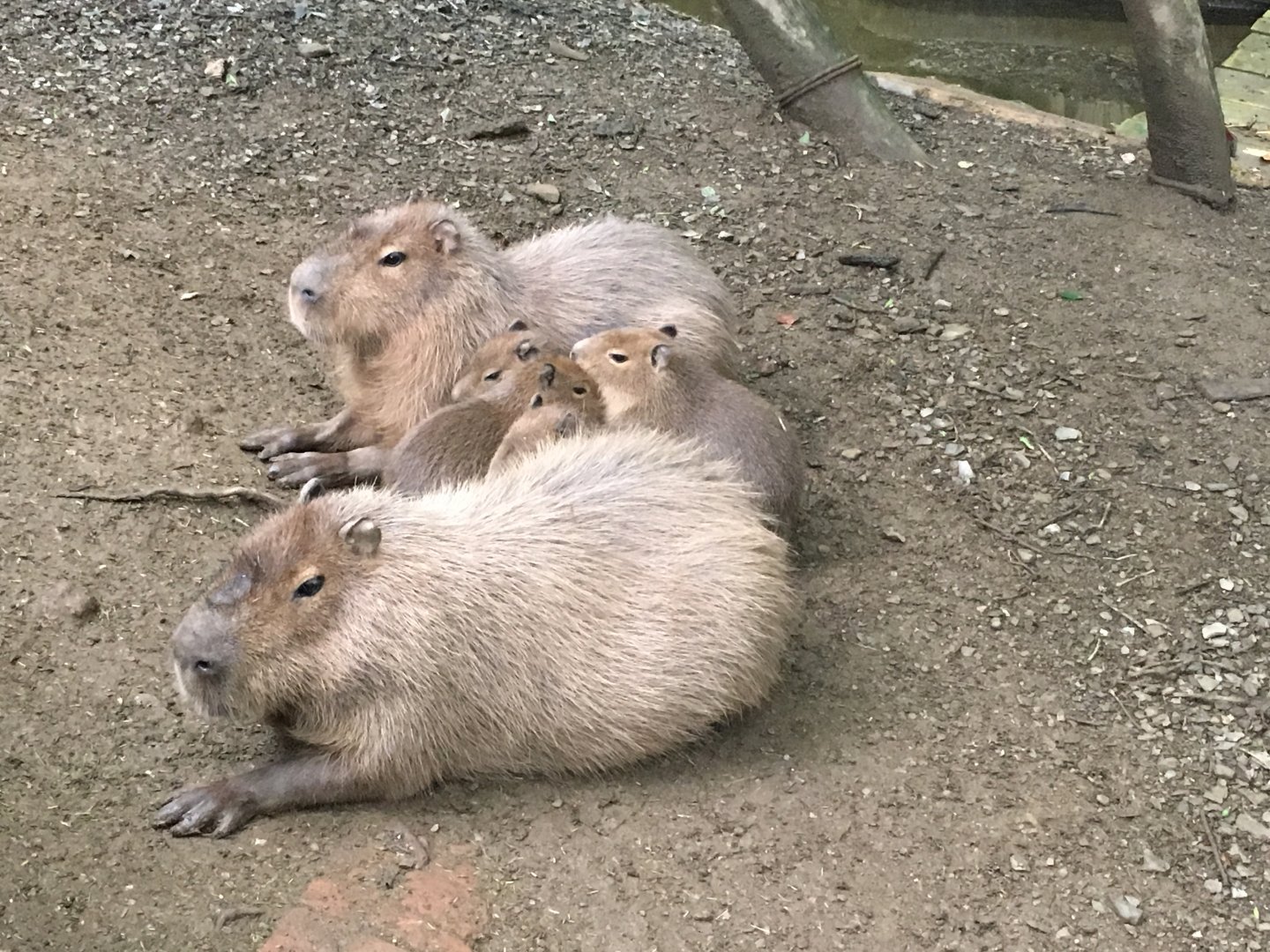 Capybaras 300617