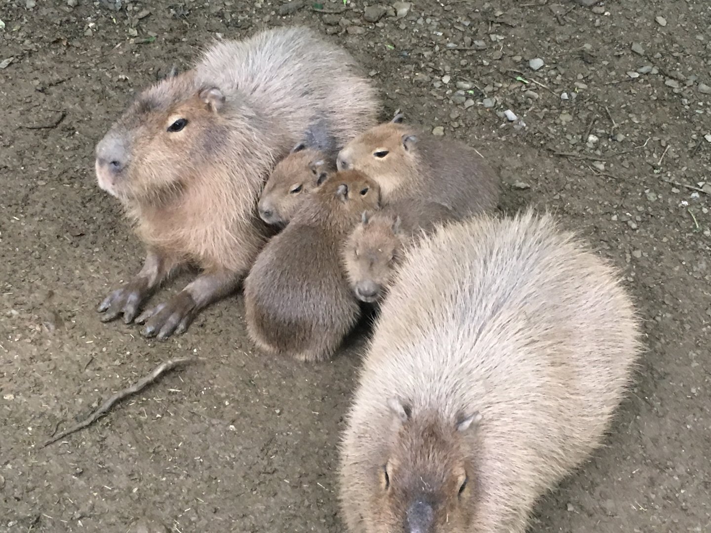 Capybaras 300617