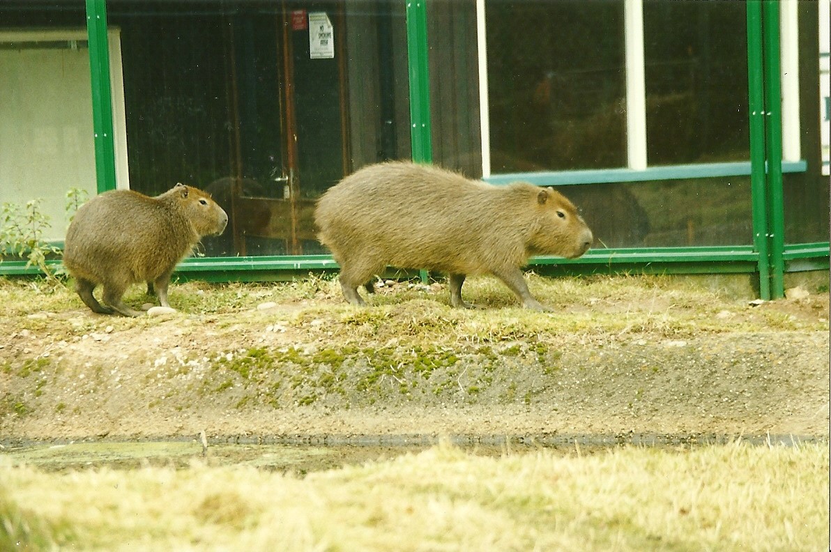 Capybaras 30th October 1997