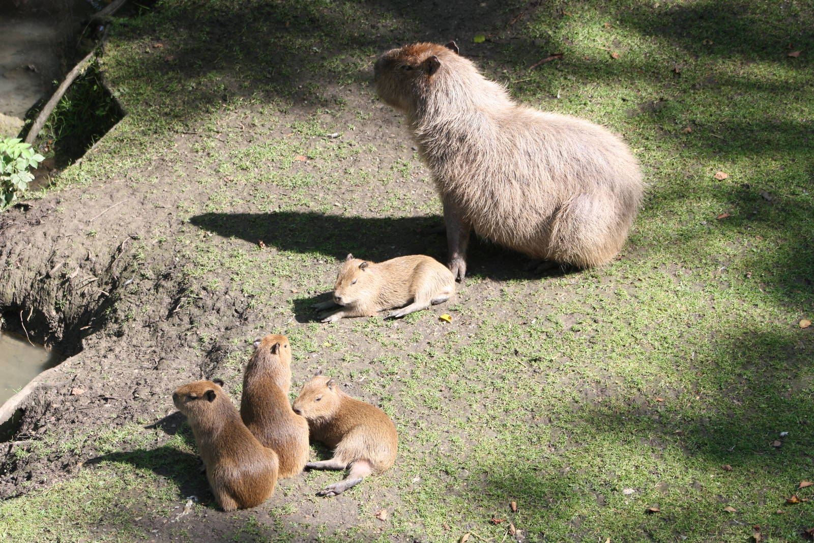 Capybaras, 7th July 2014