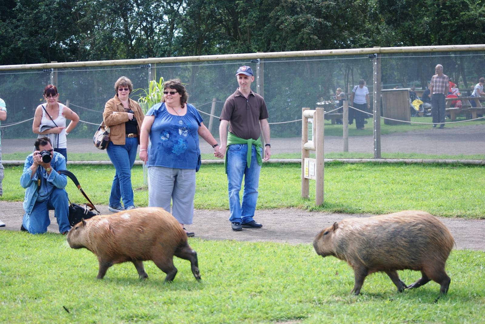 Capybaras and Fans at Yorkshire WP, 05/08/12