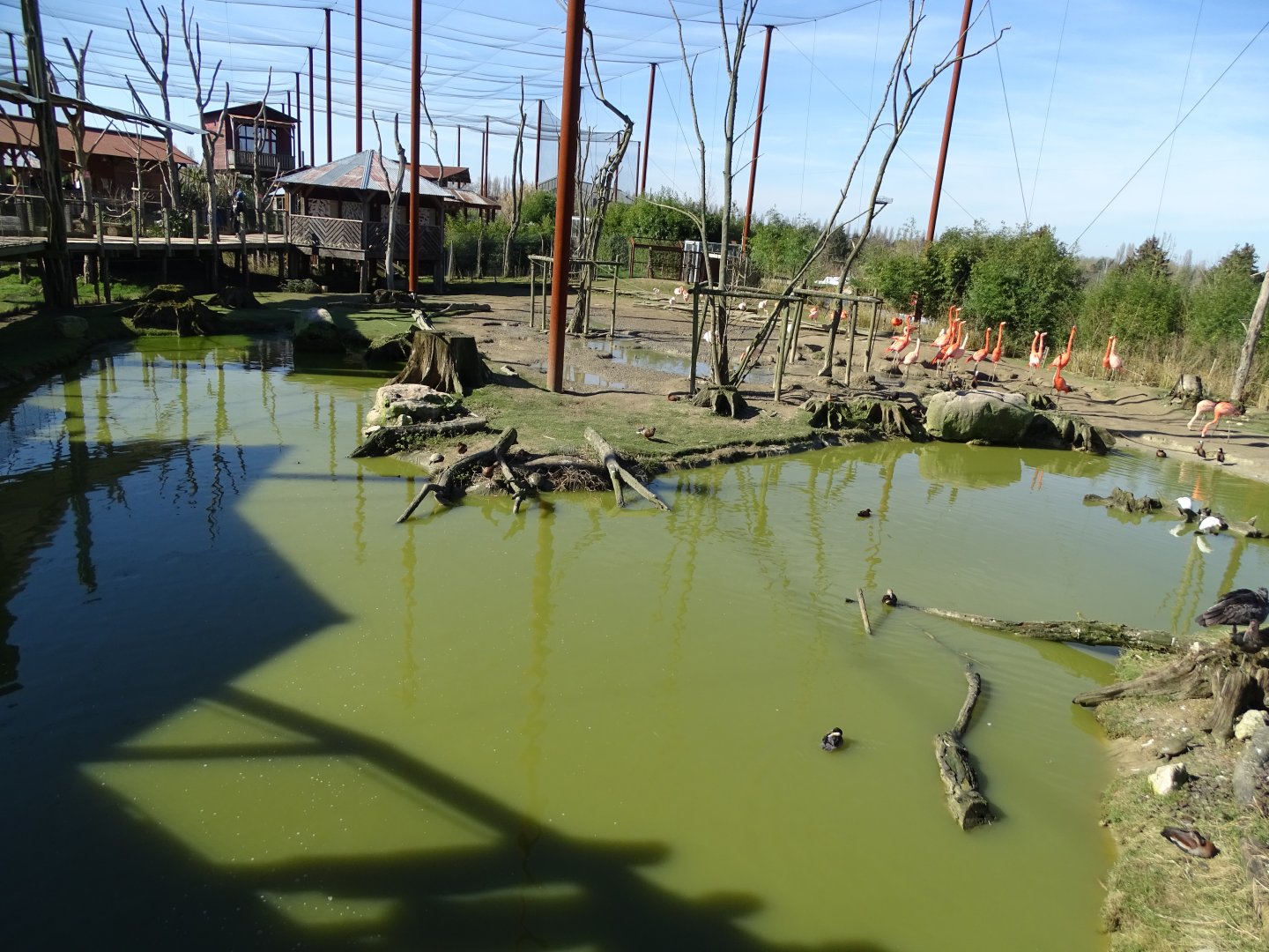 Capybaras and flamingos pond