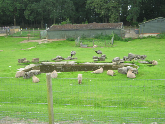 Capybaras and Rheas 2012