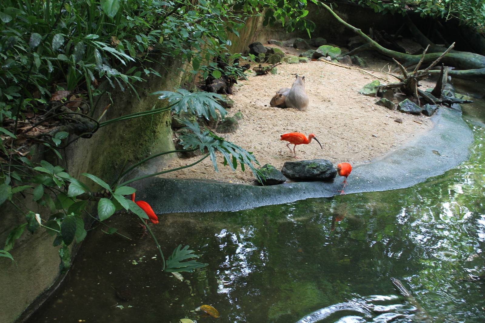 Capybaras and scarlet ibisses