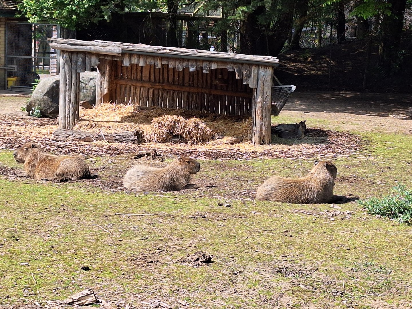 Capybaras (and some Patagonian Maras in the background)