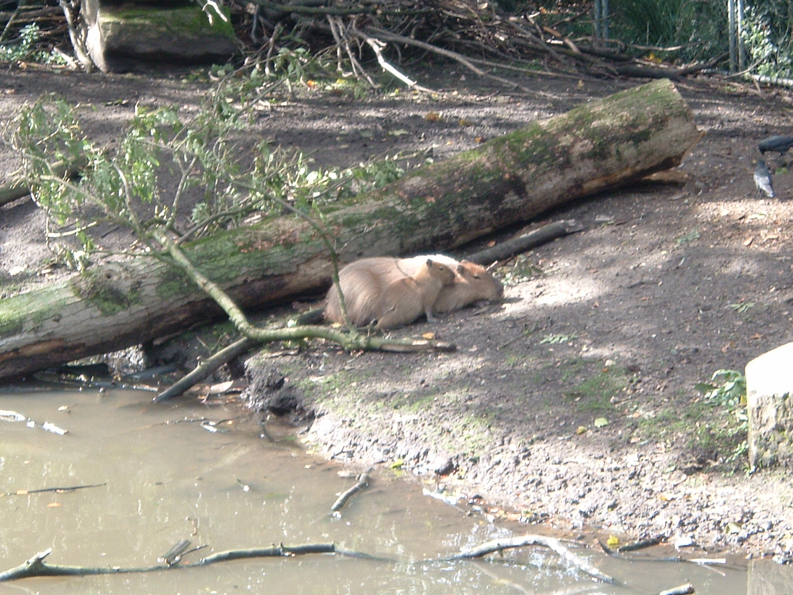 Capybaras at Artis Zoo 2006