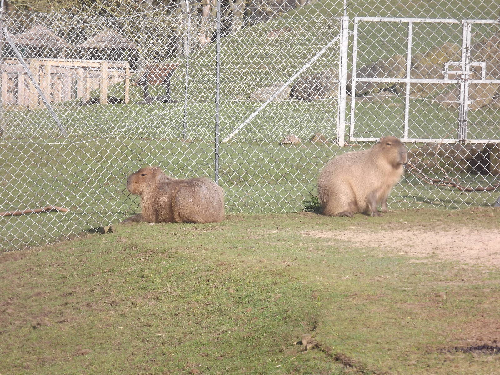 Capybaras at Blackpool Zoo 25/03/12