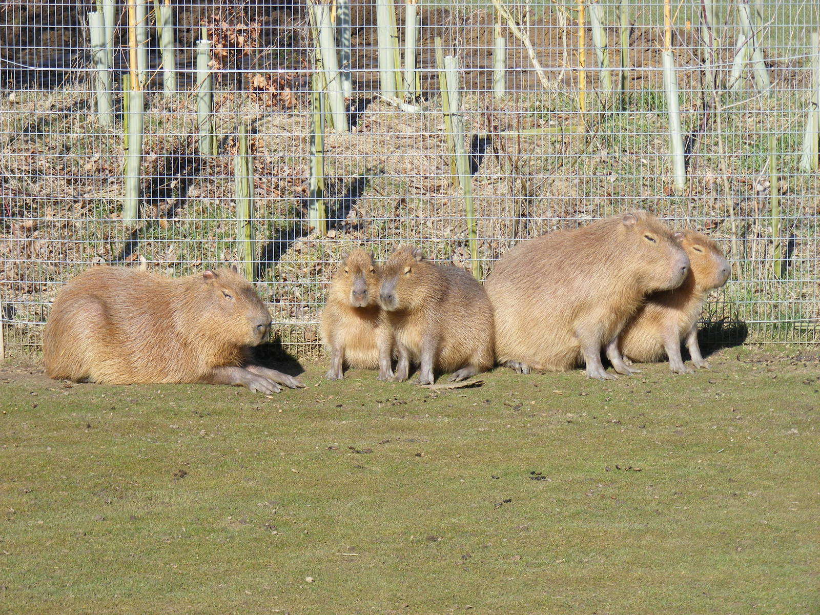 Capybaras at Chessington Zoo, 7 March 2010