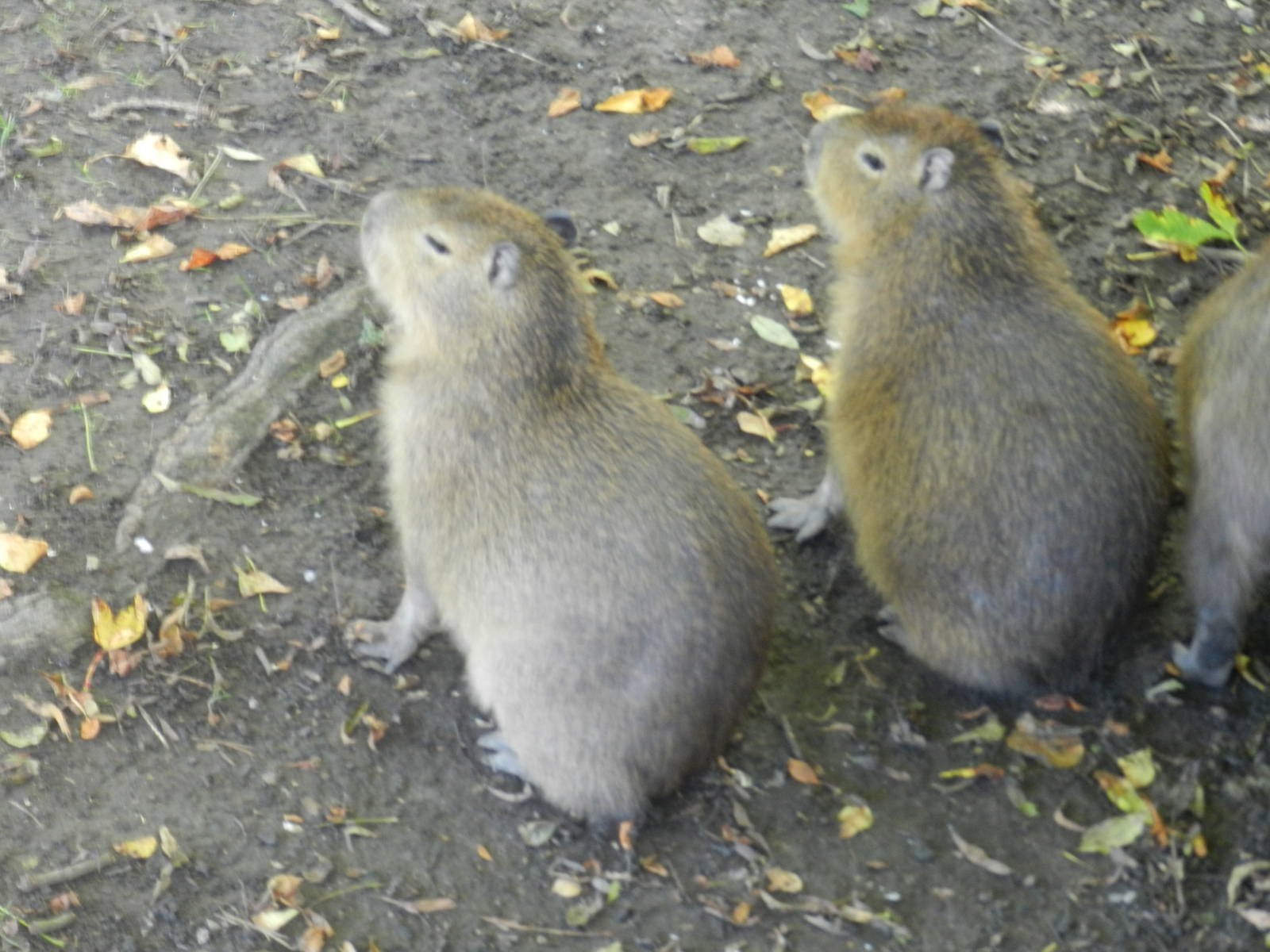 Capybaras at Flamingo Land - 14/10/2012