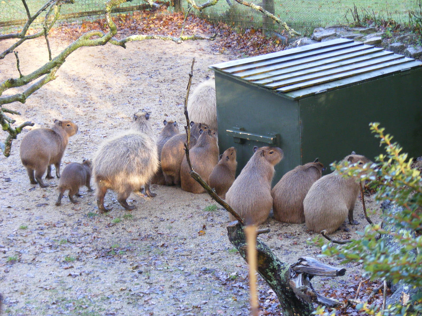 Capybaras at Marwell Wildlife, 15 November 2009