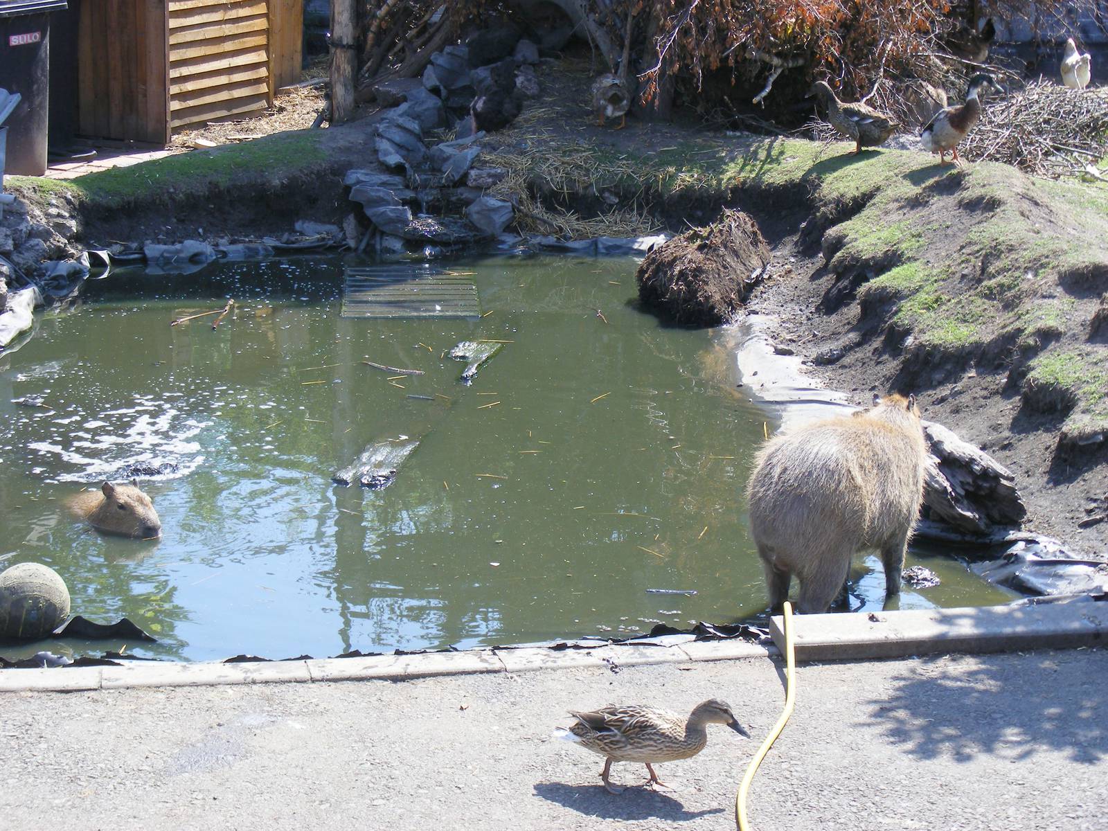 Capybaras at Wickid Pets Animal Adventure, 11 June 2011