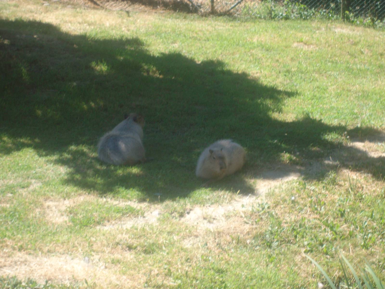 Capybaras at Wildlife Safari