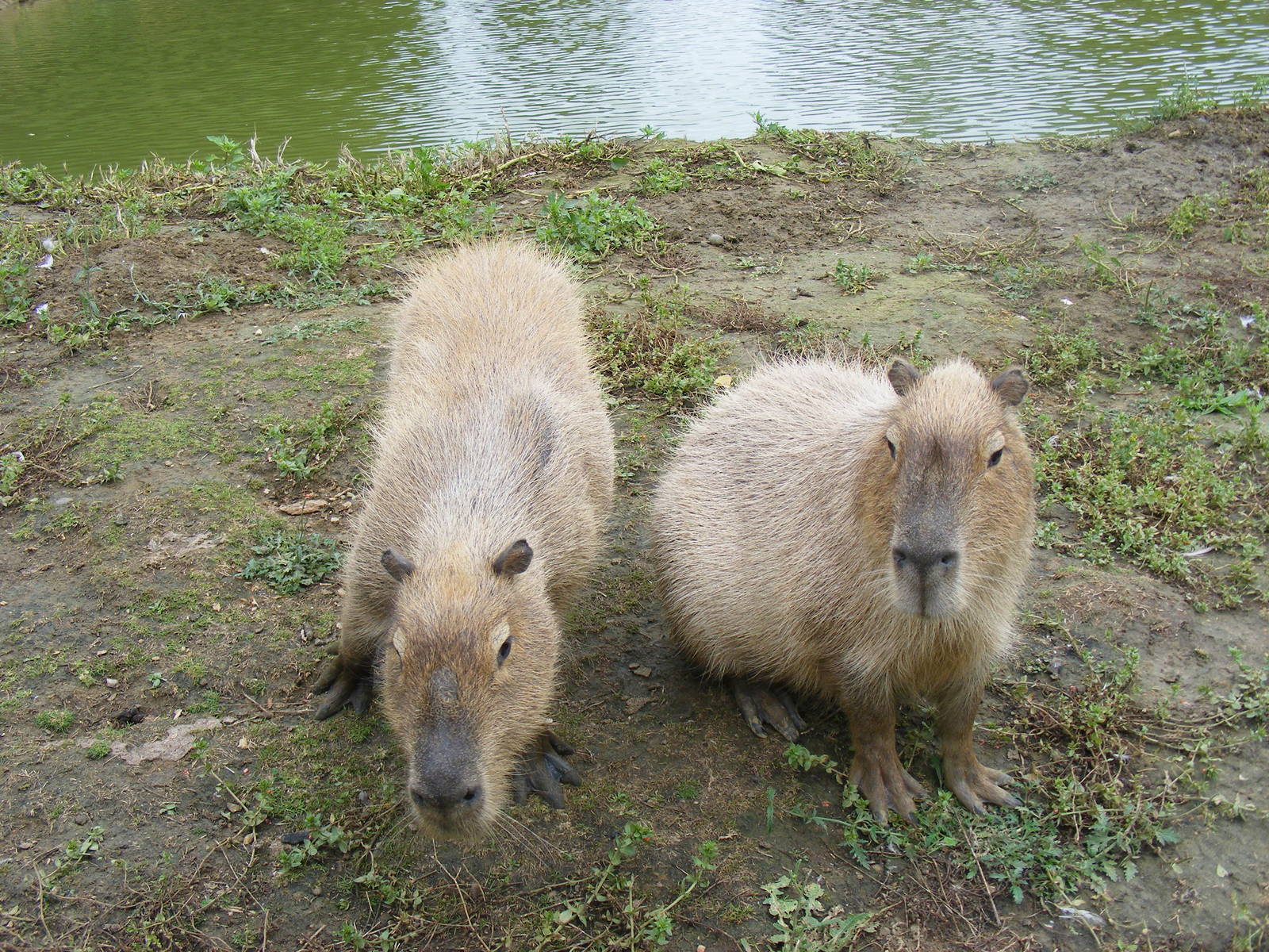 Capybaras at Wingham Wildlife Park, 15 August 2010