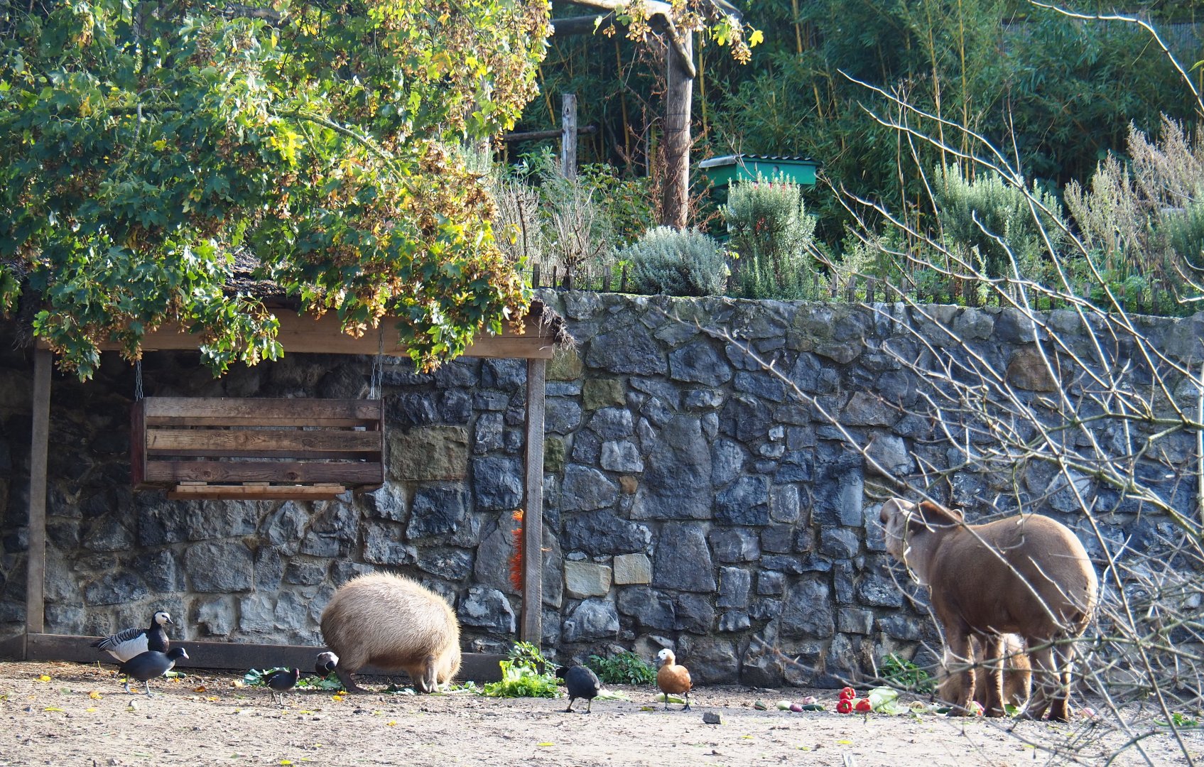 Capybaras, Brazilian tapirs and waterfowl feeding on vegetables, 2019-10-04