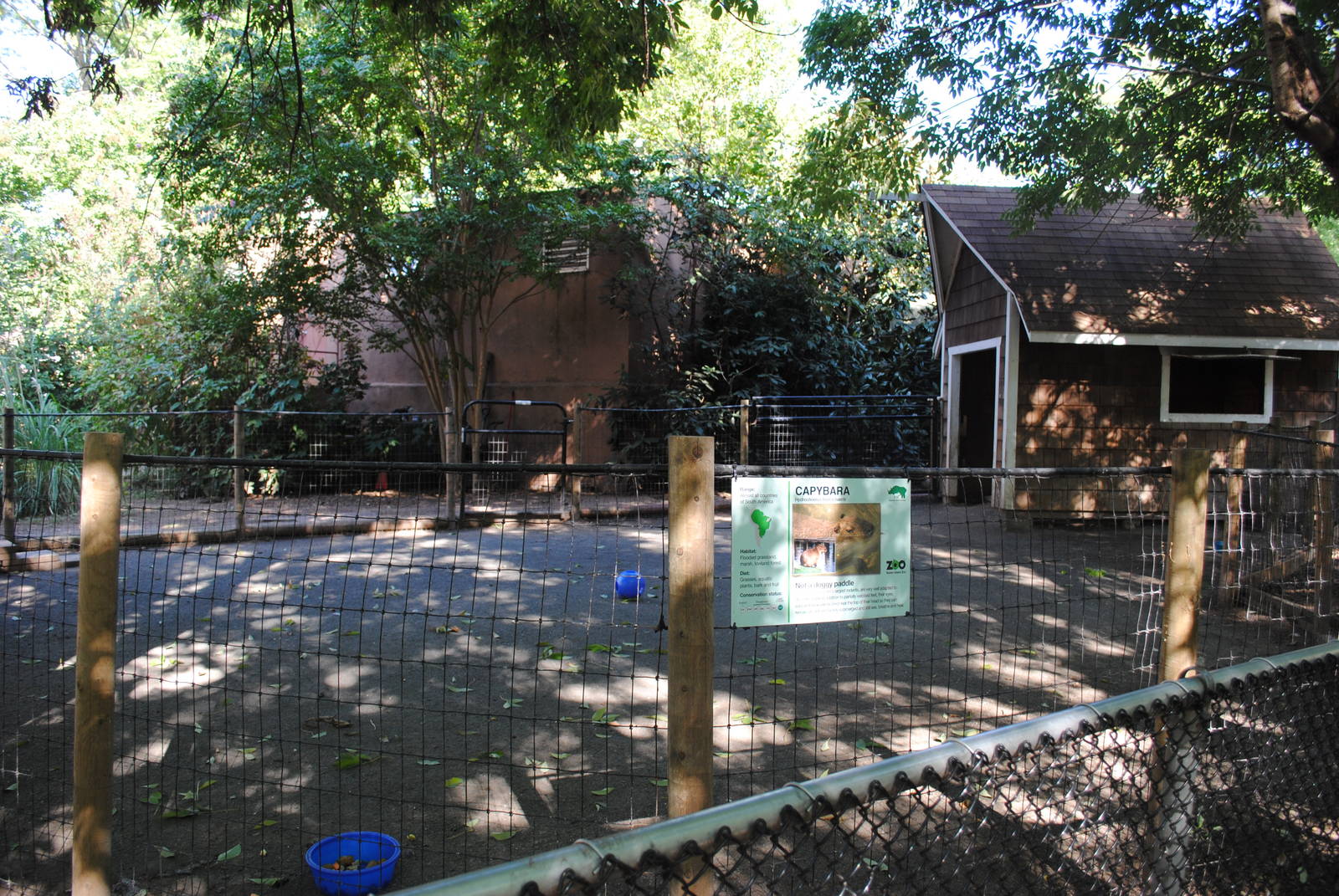 Capybaras' exhibit (Children's zone)