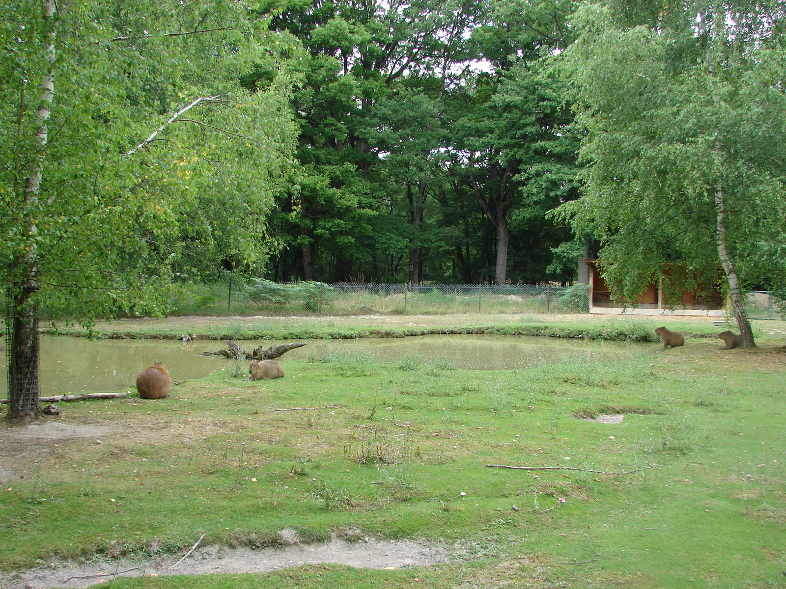 Capybaras exhibit