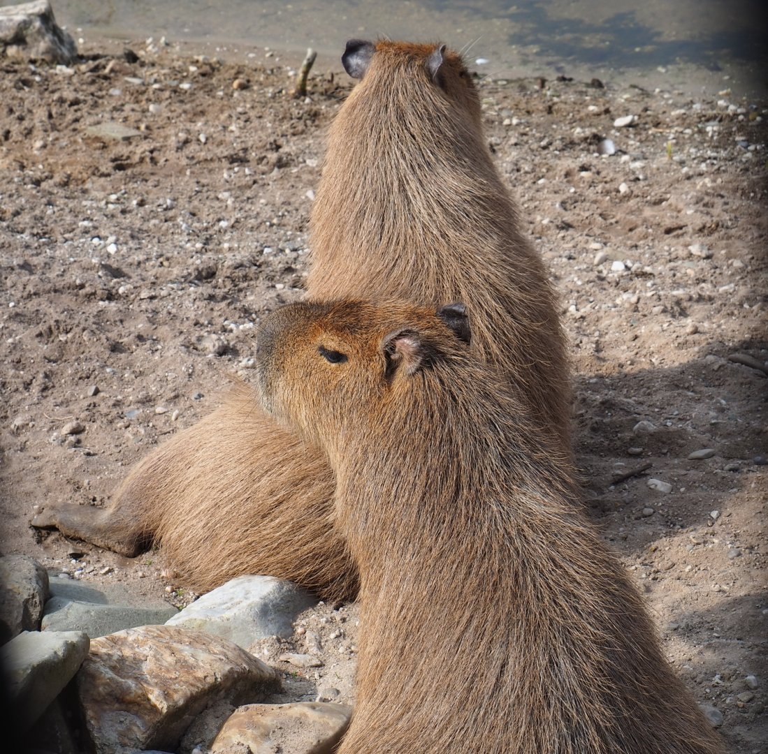 Capybaras (Hydrochoerus hydrochaeris), 2019-04-06
