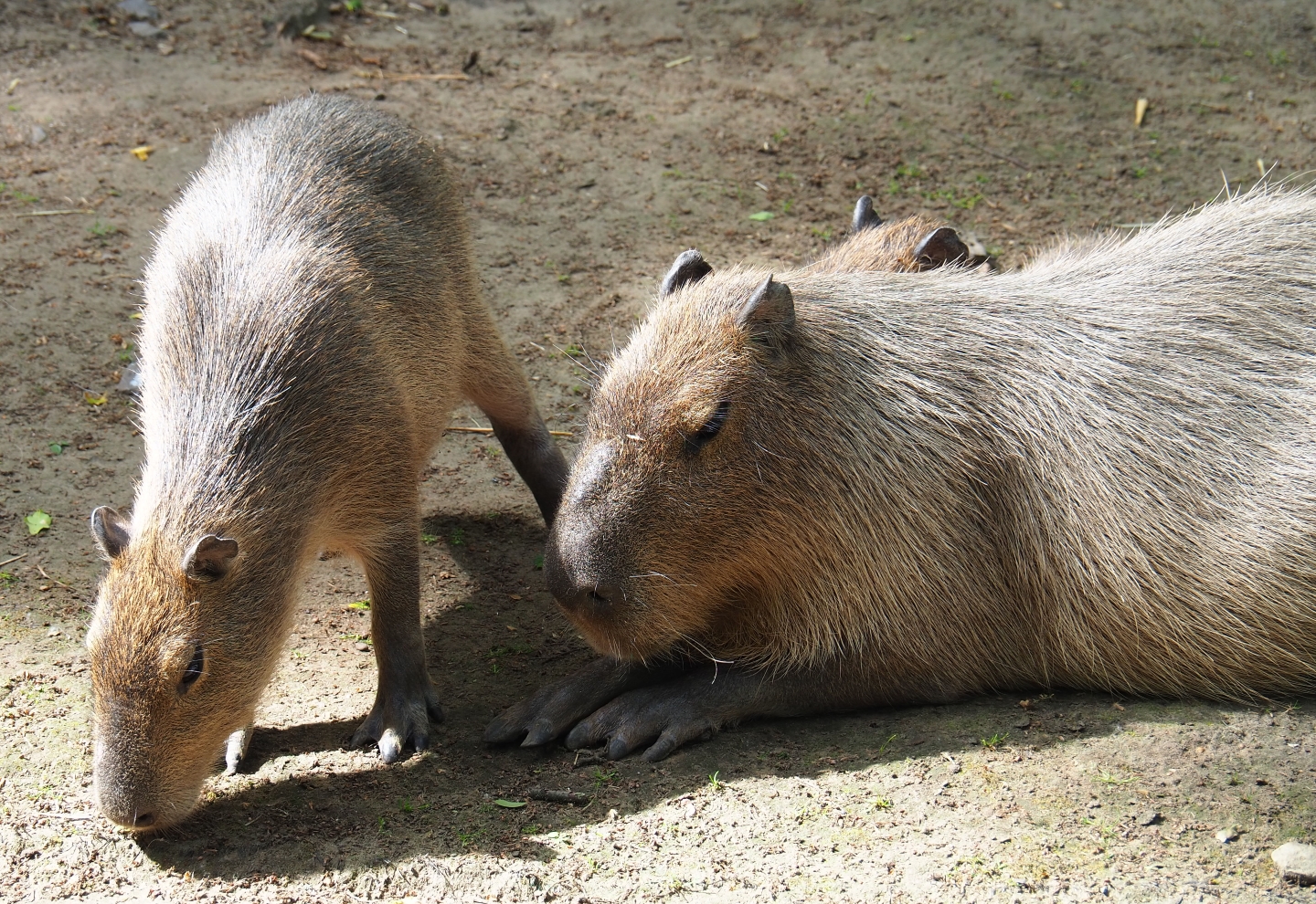 Capybaras (Hydrochoerus hydrochaeris), 2019-05-31