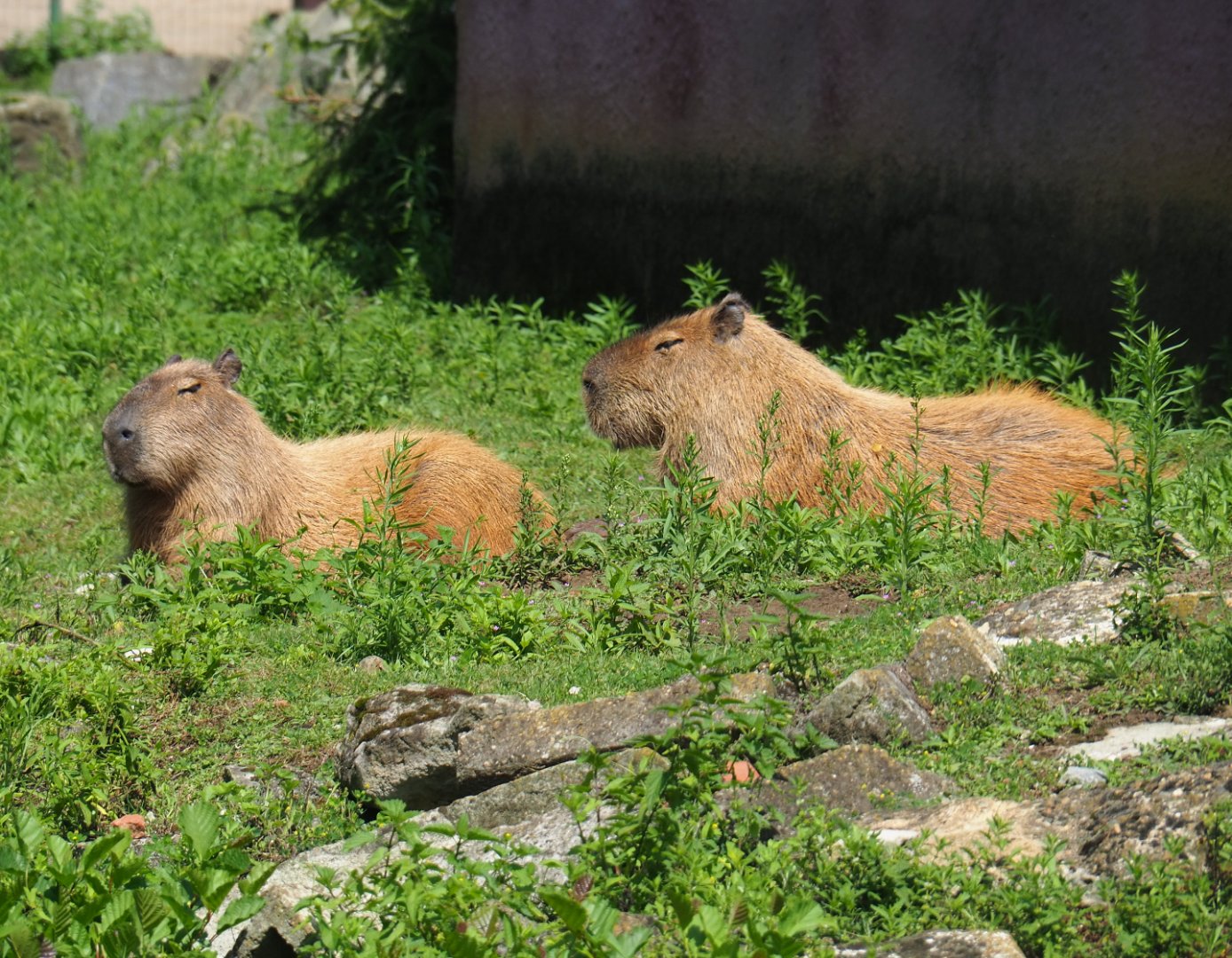 Capybaras (Hydrochoerus hydrochaeris), 2019-08-04