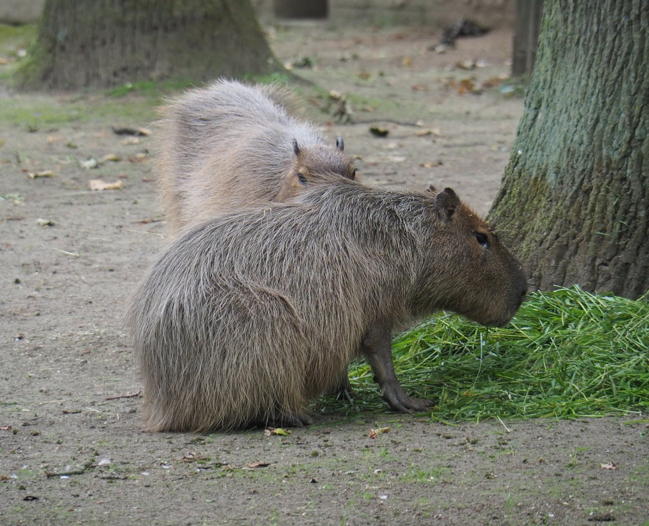Capybaras (Hydrochoerus hydrochaeris), 2020-07-14