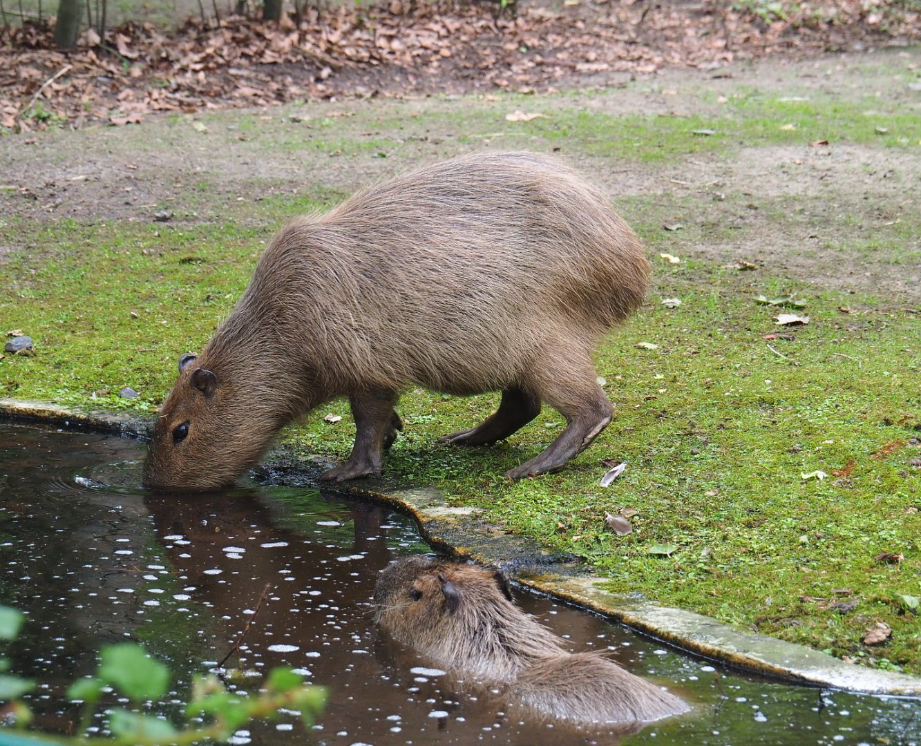 Capybaras (Hydrochoerus hydrochaeris), 2021-07-03