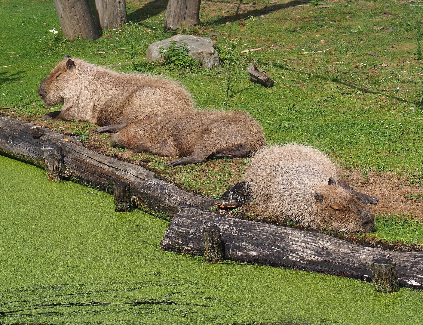 Capybaras (Hydrochoerus hydrochaeris), 2022-08-20