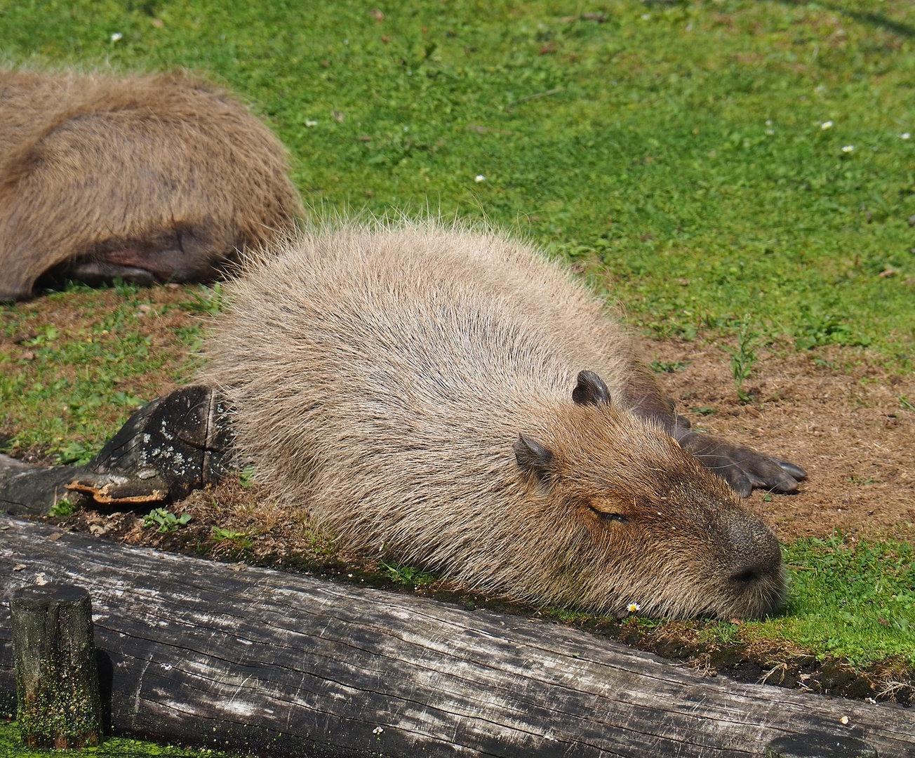 Capybaras (Hydrochoerus hydrochaeris), 2022-08-20